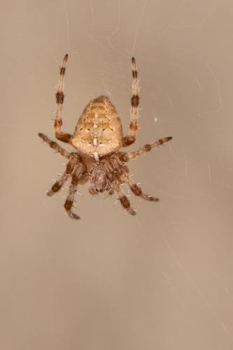 Araneus diadematus